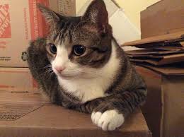 A Purrfect Move: The Secret to Moving with Pets